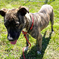 Thumbnail photo of Lollipop #2