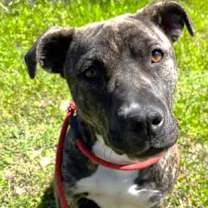 Thumbnail photo of Lollipop #3