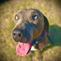 Thumbnail photo of Glenn Dale #2