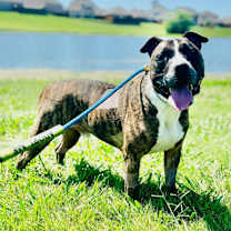 Thumbnail photo of JuJu #2