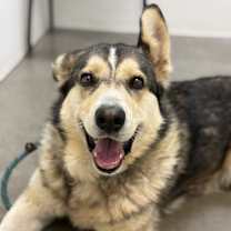 adopt-pet
