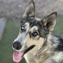 adopt-pet