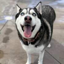adopt-pet