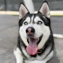 Thumbnail photo of Shadow #2