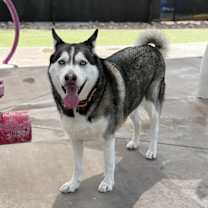 Thumbnail photo of Shadow #3