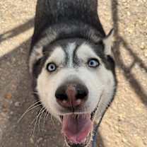 Thumbnail photo of Shadow #4