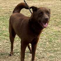 Thumbnail photo of Coco #1