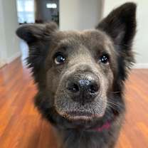 Thumbnail photo of Zoey #1