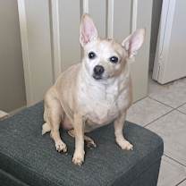 adopt-pet