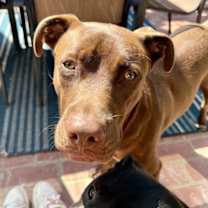 Thumbnail photo of Charlie Brown #2