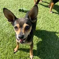 Thumbnail photo of Peanuttles #1