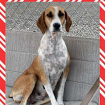 Thumbnail photo of Star #1