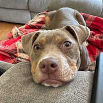 Thumbnail photo of Sweet Pea (AL) #1