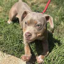 Thumbnail photo of Sweet Pea (AL) #2