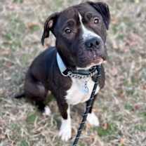 Thumbnail photo of Ruby #2