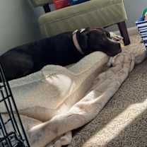 Thumbnail photo of Ruby #3