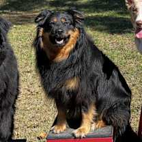 Thumbnail photo of DIPA - Courtesy Listing #3