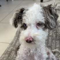 Thumbnail photo of Matisse #3