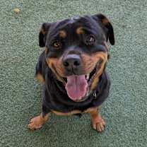 Thumbnail photo of Ophelia #3