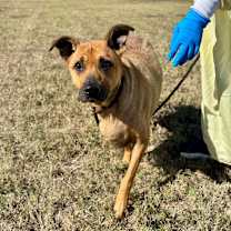 Thumbnail photo of Daisy Mae #3