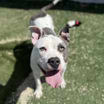 Thumbnail photo of Lilac #4