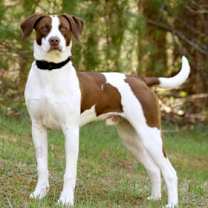 Thumbnail photo of Scout #1