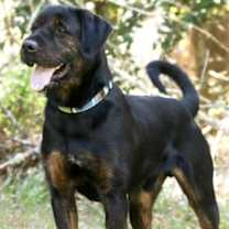 Thumbnail photo of Luke #1