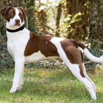 Thumbnail photo of Scout #2