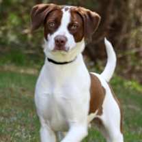 Thumbnail photo of Scout #3