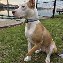 Thumbnail photo of Sachse #1