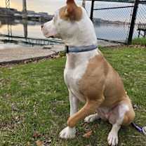 Thumbnail photo of Sachse #2