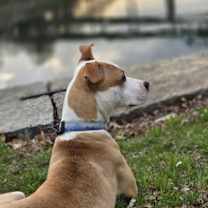 Thumbnail photo of Sachse #3