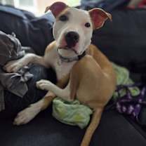 Thumbnail photo of Sachse #4