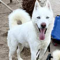 Thumbnail photo of Kringle #1