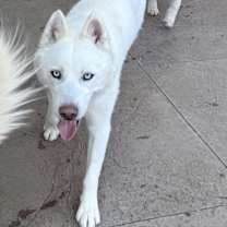 Thumbnail photo of Kringle #3