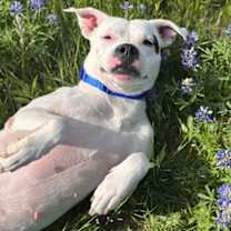 Thumbnail photo of Cookie #2