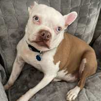 Thumbnail photo of Scout - HOSPICE FOSTER #1