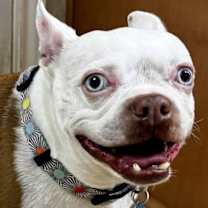 Thumbnail photo of Scout - HOSPICE FOSTER #2