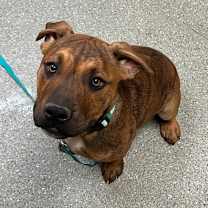 Thumbnail photo of Ziggy #2