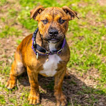 Thumbnail photo of Ziggy #3