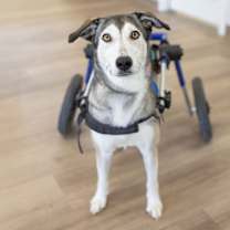 Thumbnail photo of Kiska #2