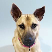 adopt-pet
