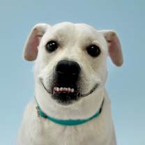 Thumbnail photo of Beaux #2