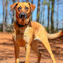 Thumbnail photo of Kimber #3