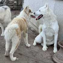 Thumbnail photo of Kringle #4