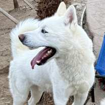 Thumbnail photo of Kringle #2