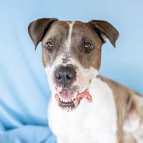 adopt-pet