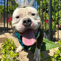 Thumbnail photo of Humvee #4