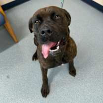 Thumbnail photo of Stormy #1