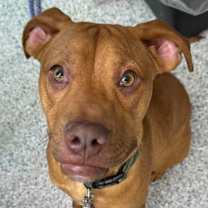 Thumbnail photo of Duke #3